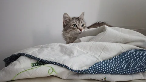 Pretty fur cat lying on a white blanket Vídeo Stock 128195839