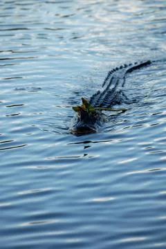Pretty Gator Stock Photos