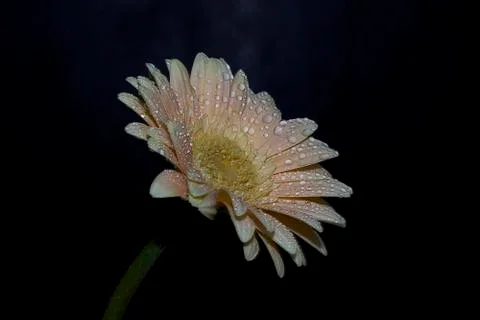 Pretty gerber close up Stock Photos