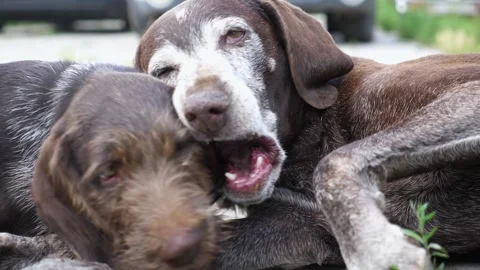 Pretty german shorthaired and wirehaired pointer dogs plays with each other Stock Footage 304579676