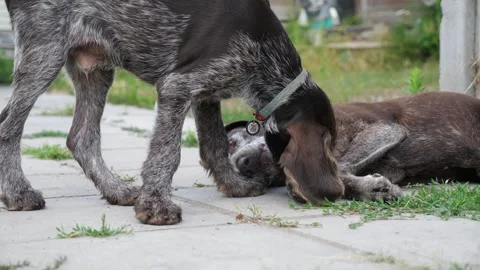 Pretty german shorthaired and wirehaired pointer dogs playing with each other Stock Footage 308628243