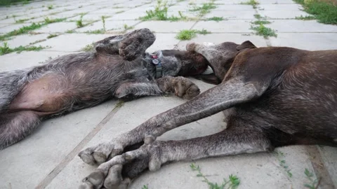 Pretty german shorthaired and wirehaired pointer dogs playing with each other Stock Footage 312596242