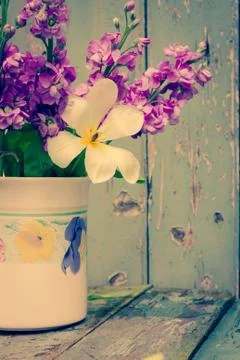 Pretty gillyflowers Stock Photos
