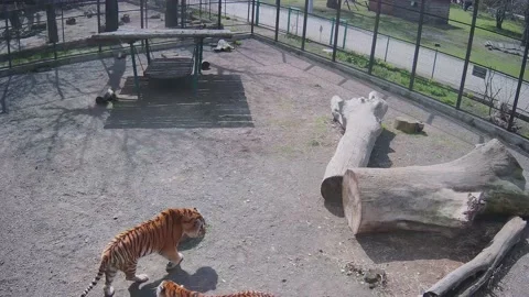 Pretty ginger caged tigers communicating with each other Stock Footage 152241388