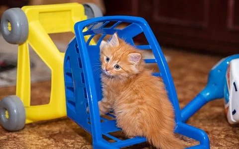Pretty ginger kitten sitting inside miniature shopping cart. 스톡 사진