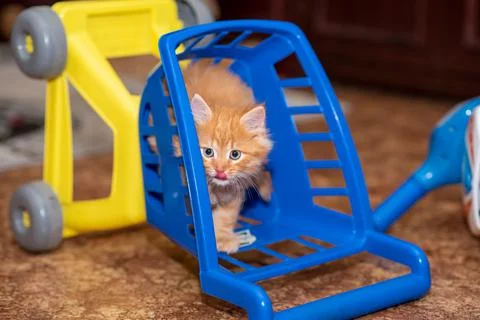 Pretty ginger kitten sitting inside miniature shopping cart. Stock-Fotos