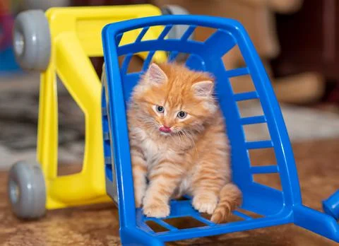Pretty ginger kitten sitting inside miniature shopping cart. Stock-Fotos