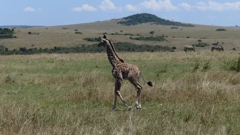 A pretty giraffe puppy walks through the savannah on a sunny day Stock Footage 101306967