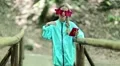Pretty girl with smartphone stands on wooden bridge, listens to music and dance HD Footage