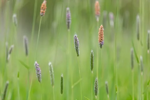 Pretty grasses in spring, with a shallow depth of field Foto stock