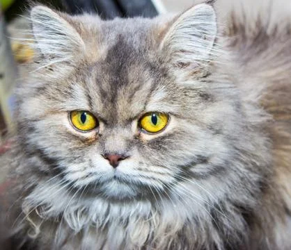 Pretty gray cat Stock Photos