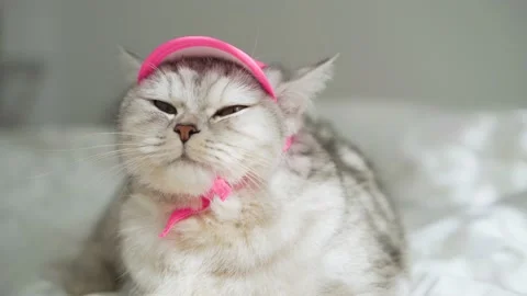 Pretty gray cat with pink bow, hat and pink scarf. Stock Footage 172535126