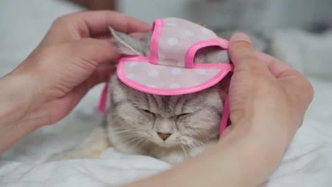 Pretty gray cat with pink bow, hat and pink scarf. Stock Footage 172535150