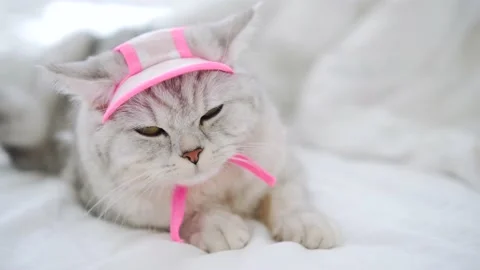 Pretty gray cat with pink bow, hat and pink scarf. Stock Footage 172535218