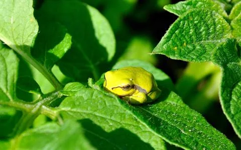 Pretty green frog Foto stock