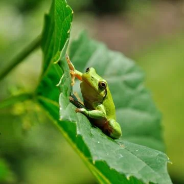Pretty Green Frog Stock Photos