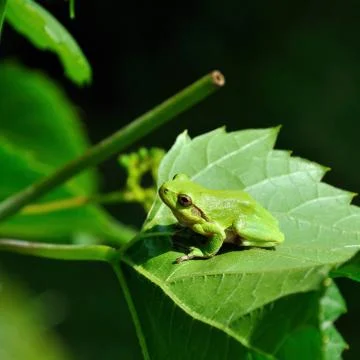 Pretty Green Frog Foto stock