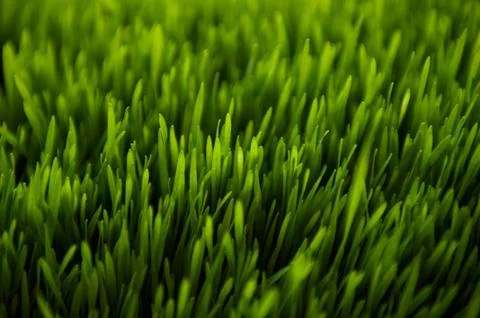 Pretty Green Grass Stock Photos