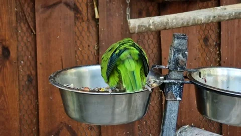 Pretty green parrot on a feeder, close-up Stock-Footage 337356405