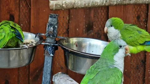 Pretty green parrot on a feeder, close-up Stockbeeldmateriaal 337356413