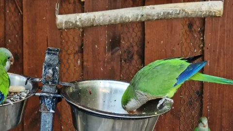 Pretty green parrot on a feeder, close-up Stockbeeldmateriaal 337356417