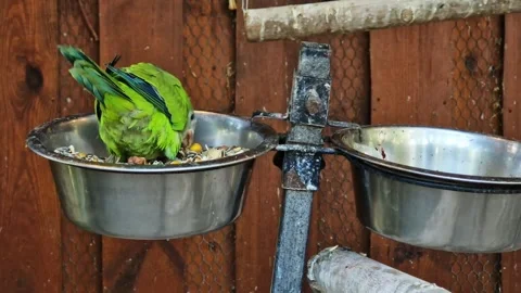 Pretty green parrot on a feeder, close-up Stockbeeldmateriaal 337356422