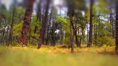 Pretty green pine forest in Northern Arizona Stock Footage 88629232