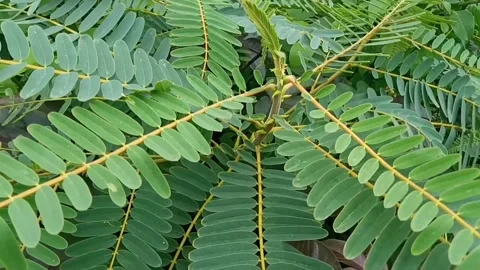 Pretty green plants blowing in the wind Stock Footage 231383000