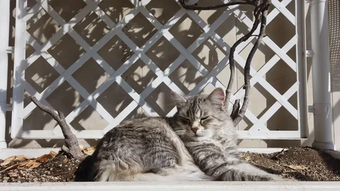 Pretty grey cat lying in relax under a plant Vídeo Stock 127162402