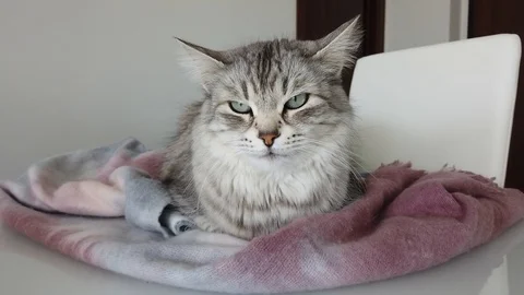 Pretty grey cat lying on a table Vídeo Stock 127556866