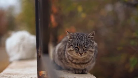 Pretty grey stray cat sitting near fence in park in Odessa Stock Footage 104140062