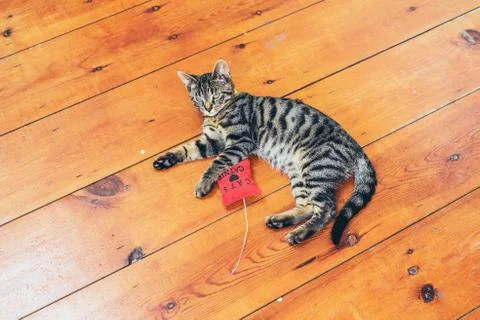 Pretty grey striped cat lying on a wooden floor Stock Photos