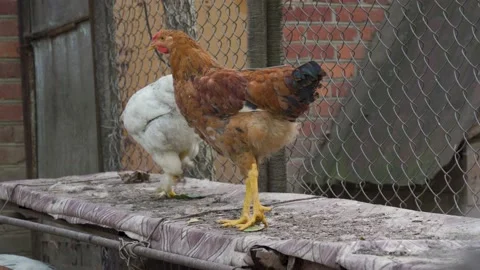 Pretty hen with white feathers walks in farmer paddock on brick wall background  Stock Footage 155654900