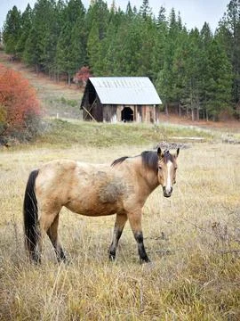 Pretty horse posing near a barn. Stock Photos
