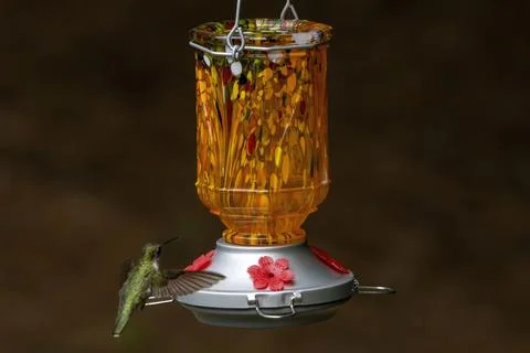 Pretty Hummingbird Stock Photos