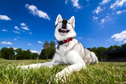 Pretty Husky Stock Photos