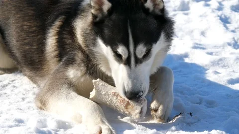Pretty husky playing with bone in sonw Stock Footage 102136296