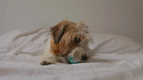 Pretty jack russel terrier sitting on bad and play with ball in loft room fun Video stock 116338891