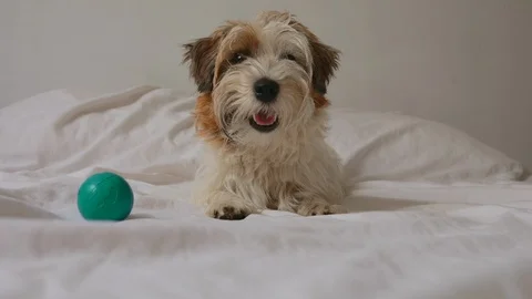 Pretty jack russel terrier sitting on bad and play with ball in loft room fun Stock Footage 116339105