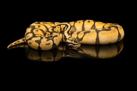 Pretty king python snake on a black background with reflection 写真素材