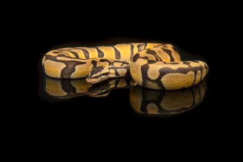 Pretty king python snake on a black background with reflection Stock Photos
