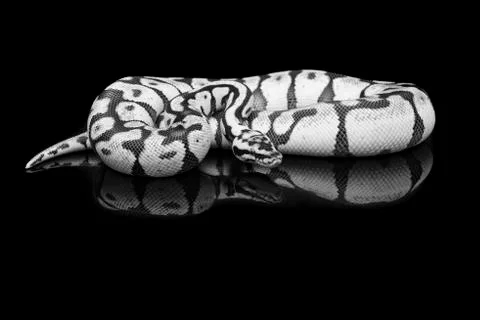 Pretty king python snake on a black background with reflection in black and w Foto stock