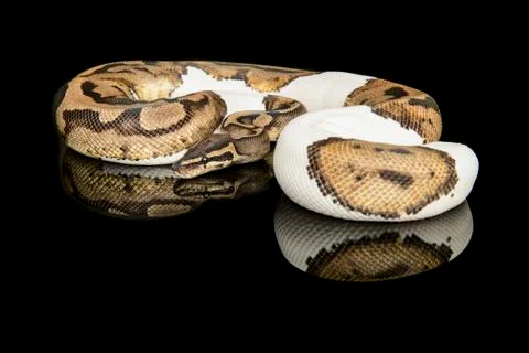 Pretty king python snake on a black background with reflection 库存照片