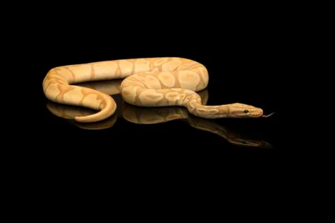 Pretty king python snake on a black background with reflection with tongue st Photos