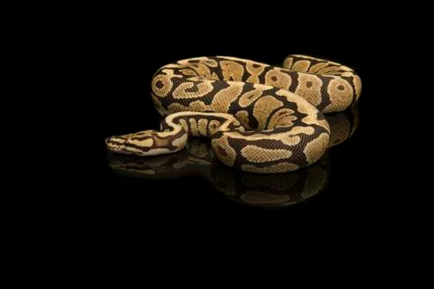 Pretty king python snake on a black background with reflection 写真素材