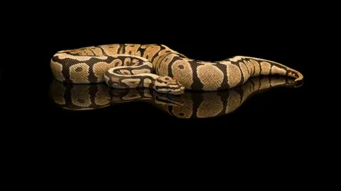 Pretty king python snake on a black background with reflection Stock Photos