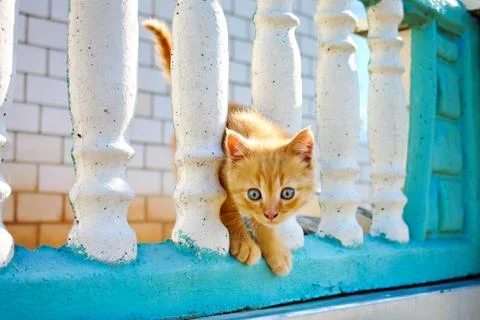 Pretty kitten Stock Photos