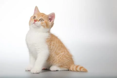 Pretty kitten posing and playing games on grey background in studio Stock Photos