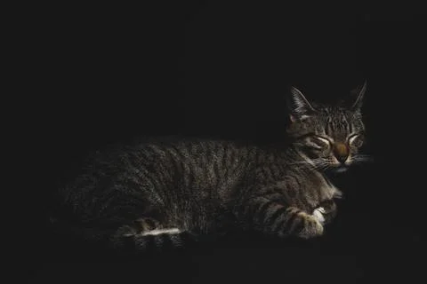 Pretty Kitten sleeping on black background Stock Photos