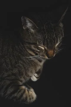 Pretty Kitten sleeping on black background Stock Photos